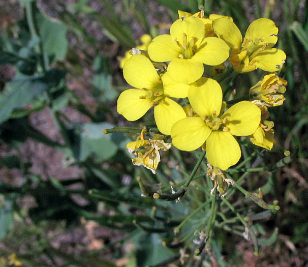 Detailed Picture 3 of Field Mustard