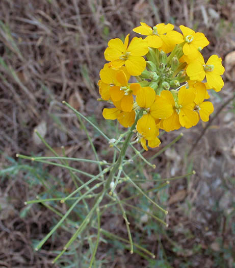 Detailed Picture 3 of Western Wallflower