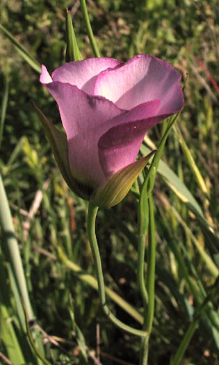 Detailed Picture 4 of Catalina Mariposa Lily