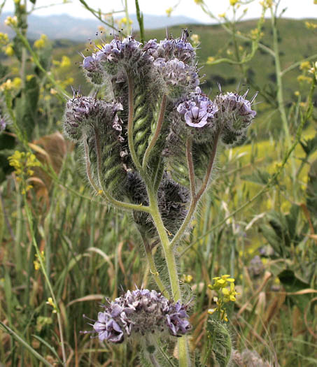 Detailed Picture 3 of Hubby's Phacelia