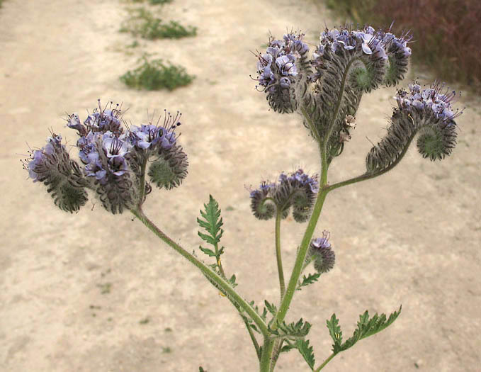 Detailed Picture 4 of Hubby's Phacelia