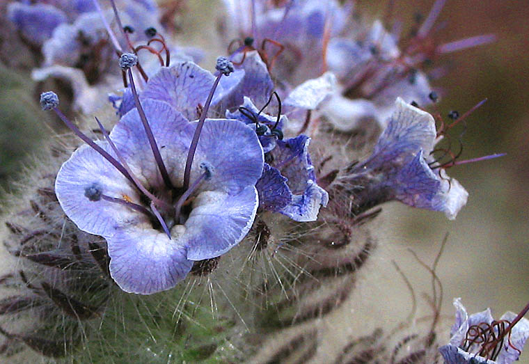 Detailed Picture 1 of Hubby's Phacelia