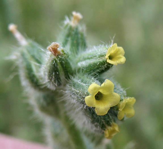 Detailed Picture 1 of Small-Flowered Fiddleneck
