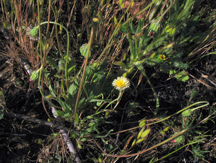 Detailed Picture 4 of Small-flowered Microseris