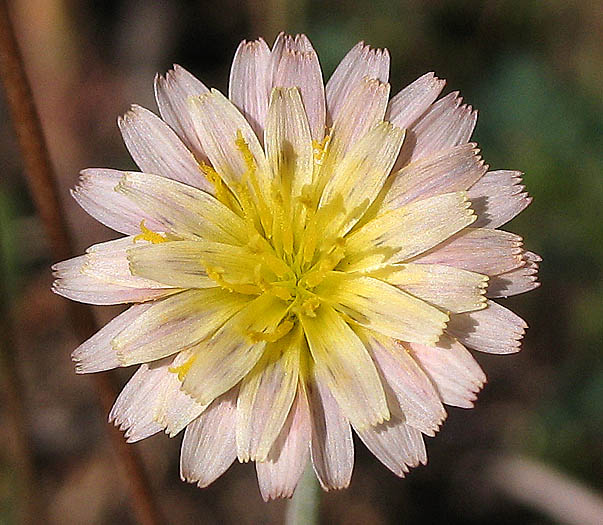 Detailed Picture 1 of Small-flowered Microseris