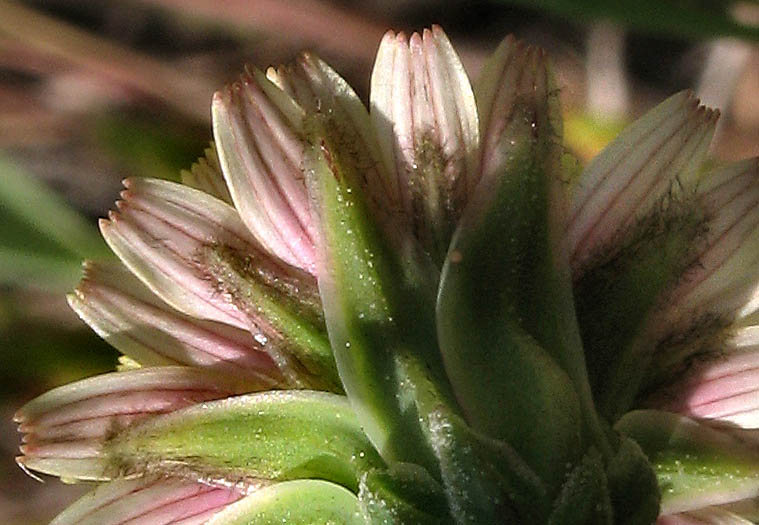 Detailed Picture 8 of Small-flowered Microseris