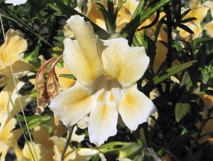 Detailed Picture 4 of Bush Monkey Flower