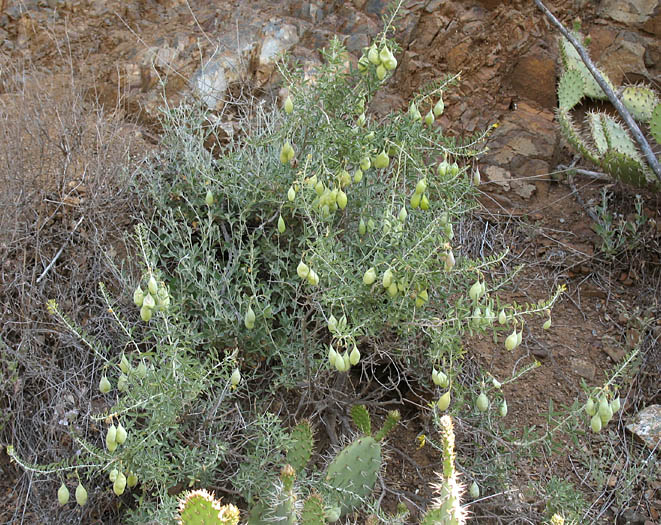 Detailed Picture 4 of Bladderpod