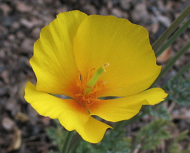 Detailed Picture 2 of Collarless California Poppy