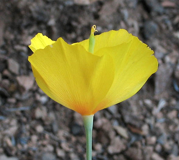 Detailed Picture 4 of Collarless California Poppy