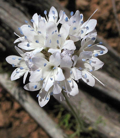 Detailed Picture 2 of Globe Gilia