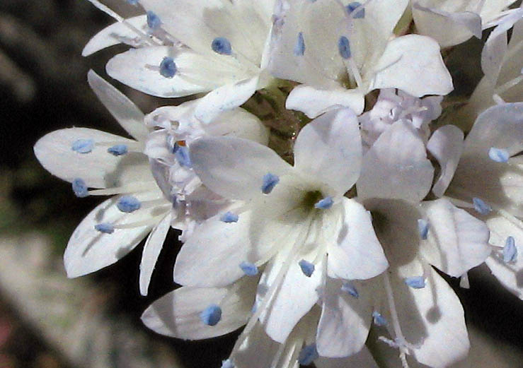 Detailed Picture 1 of Globe Gilia