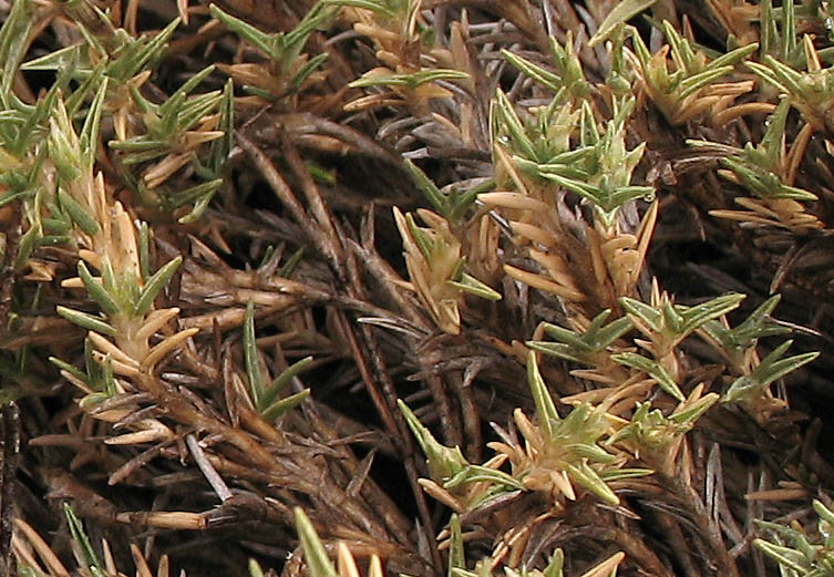 Detailed Picture 2 of Shoregrass