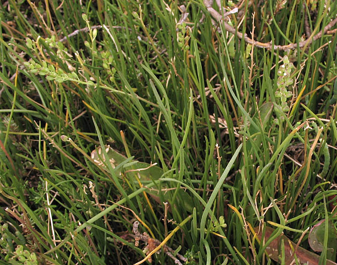 Detailed Picture 4 of Common Arrow-grass