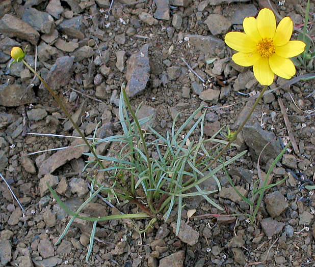 Detailed Picture 3 of Annual Coreopsis