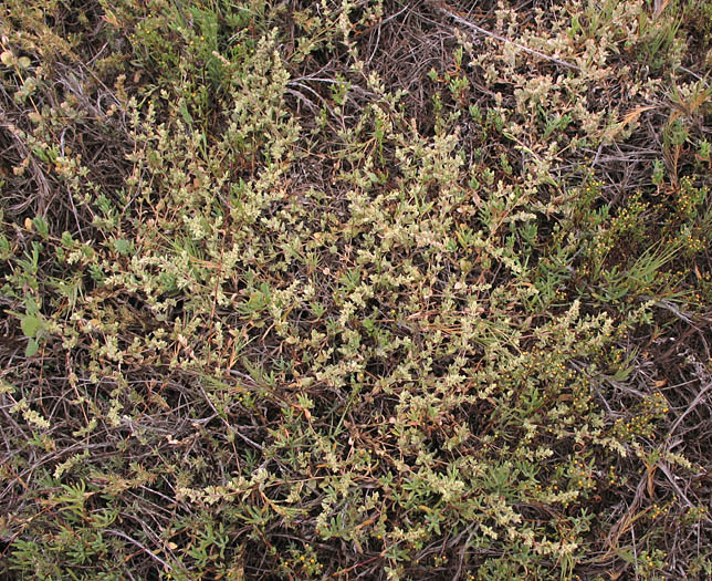 Detailed Picture 6 of Watson's Saltbush