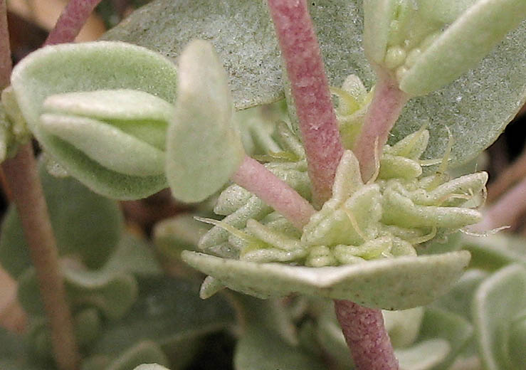 Detailed Picture 3 of Watson's Saltbush