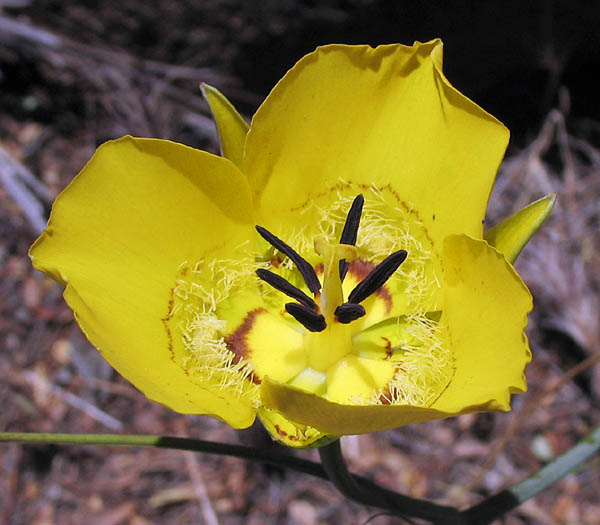Detailed Picture 2 of Yellow Mariposa Lily
