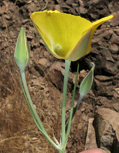 Detailed Picture 3 of Yellow Mariposa Lily