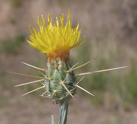 Detailed Picture 2 of Yellow Star Thistle