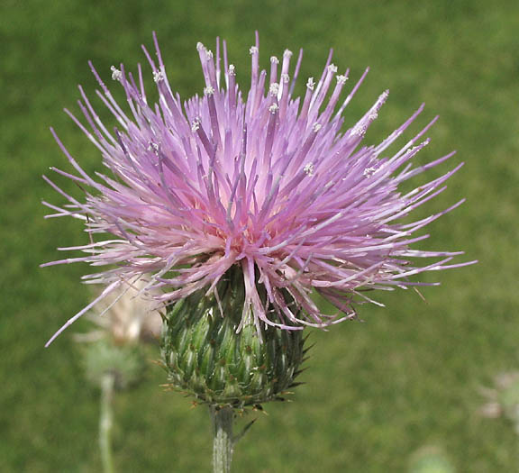 Detailed Picture 1 of California Thistle