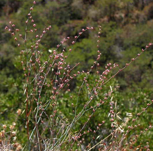 Detailed Picture 4 of Santa Ynez Wild Buckwheat