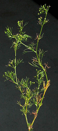 Detailed Picture 8 of Marsh Parsley