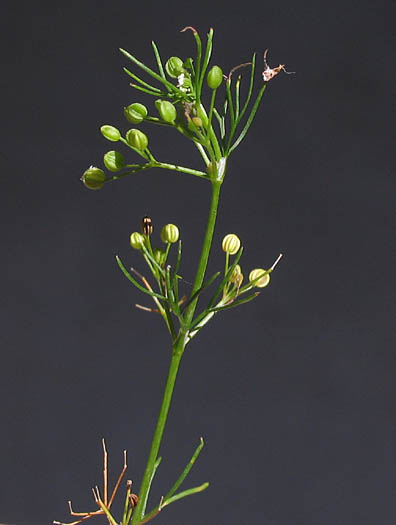 Detailed Picture 6 of Marsh Parsley