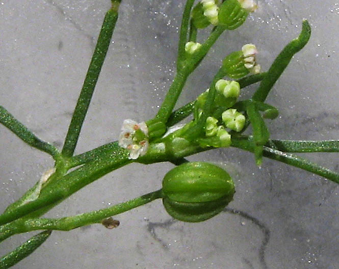 Detailed Picture 4 of Marsh Parsley
