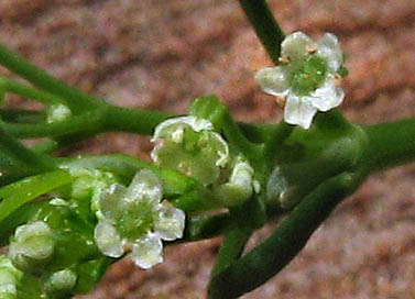 Detailed Picture 2 of Marsh Parsley