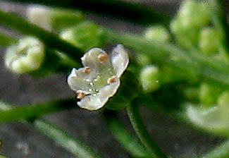 Detailed Picture 1 of Marsh Parsley