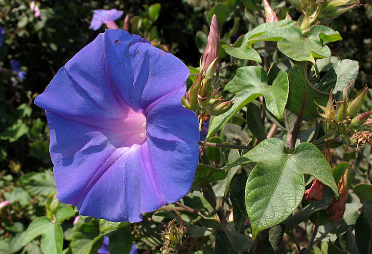 Detailed Picture 2 of Morning Glory