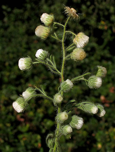 Detailed Picture 4 of Coulter's Horseweed