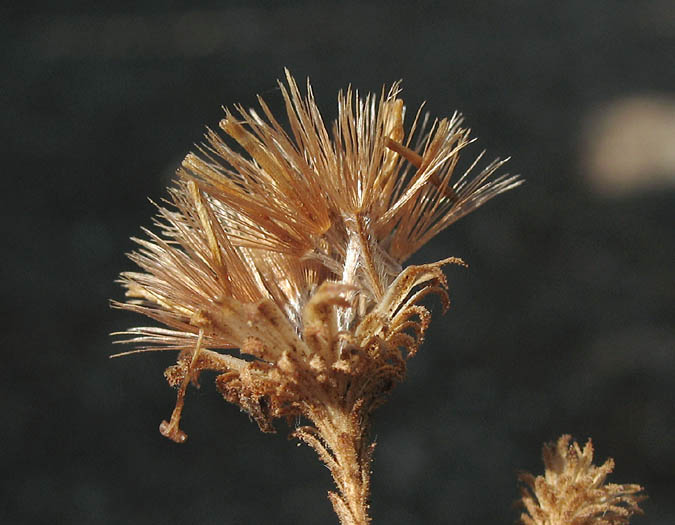 Detailed Picture 10 of Woolly Aster