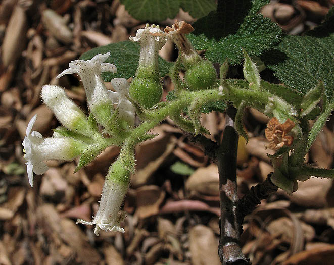 Detailed Picture 2 of White Chaparral Currant