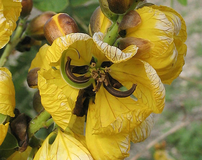 Detailed Picture 1 of African Senna