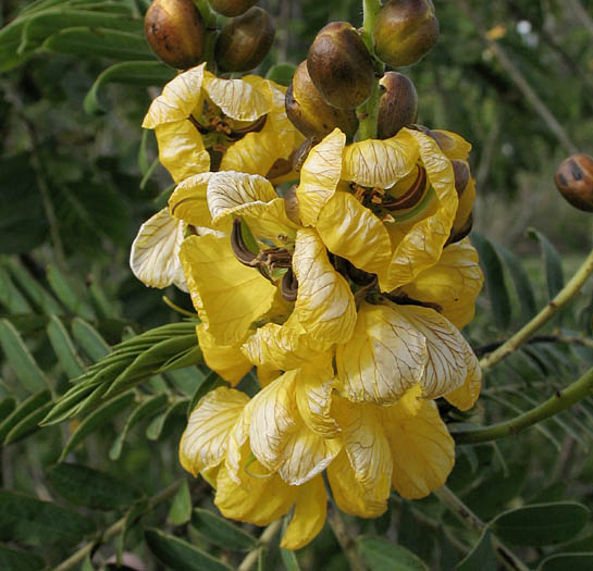 Detailed Picture 2 of African Senna