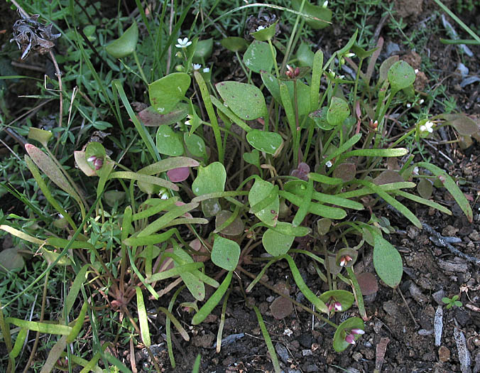 Detailed Picture 5 of Miner's Lettuce