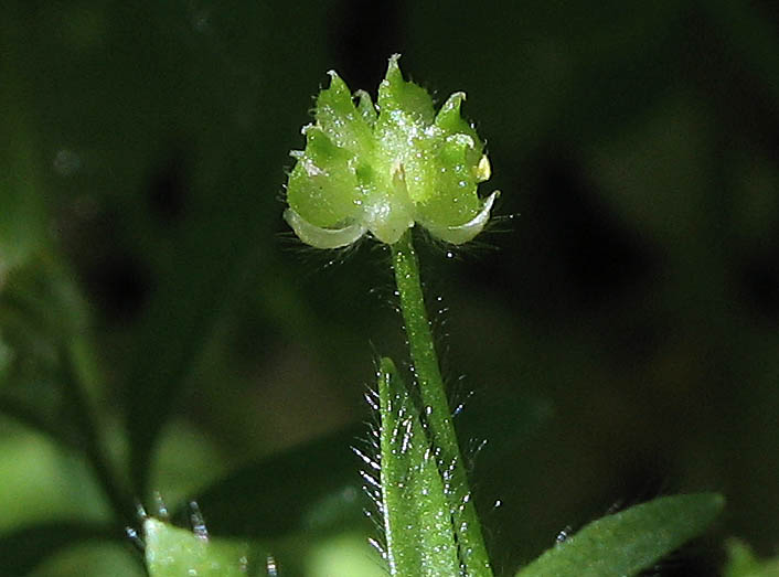 Detailed Picture 6 of Hairy-fruited Buttercup