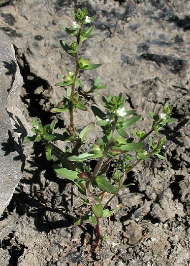 Detailed Picture 6 of Hairy Purslane Speedwell