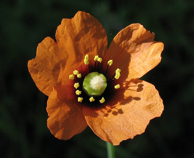 Detailed Picture 1 of Wind Poppy