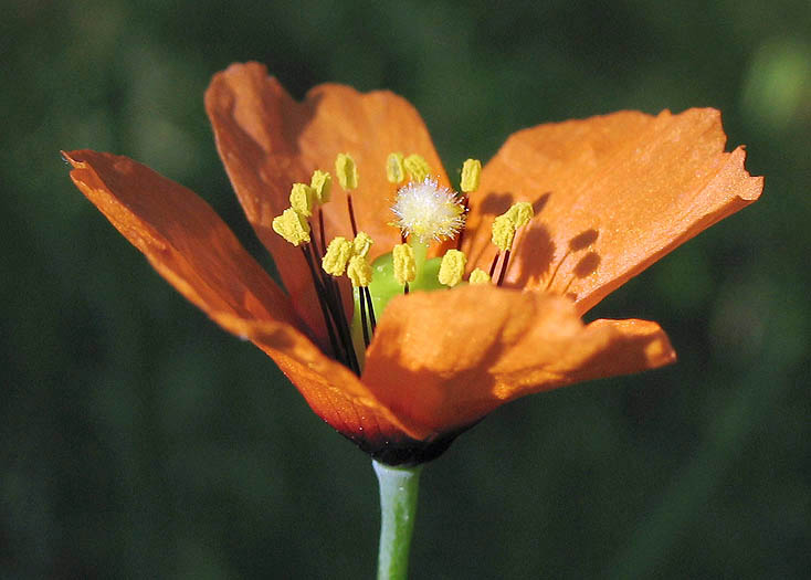 Detailed Picture 3 of Wind Poppy