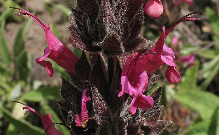 Detailed Picture 1 of Crimson Pitcher Sage