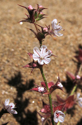 Detailed Picture 3 of California Chorizanthe