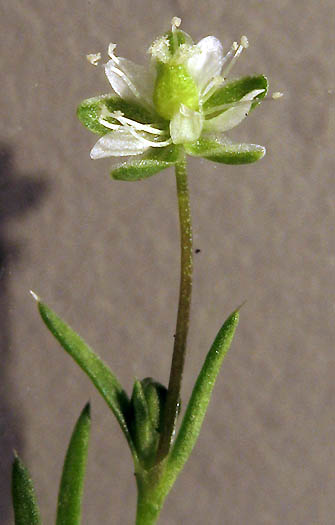 Detailed Picture 3 of Western Pearlwort