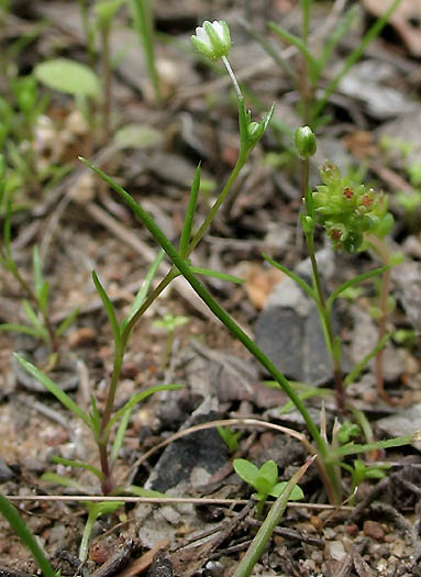Detailed Picture 4 of Western Pearlwort