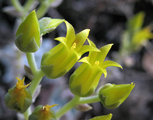 Detailed Picture 1 of Verity's Dudleya