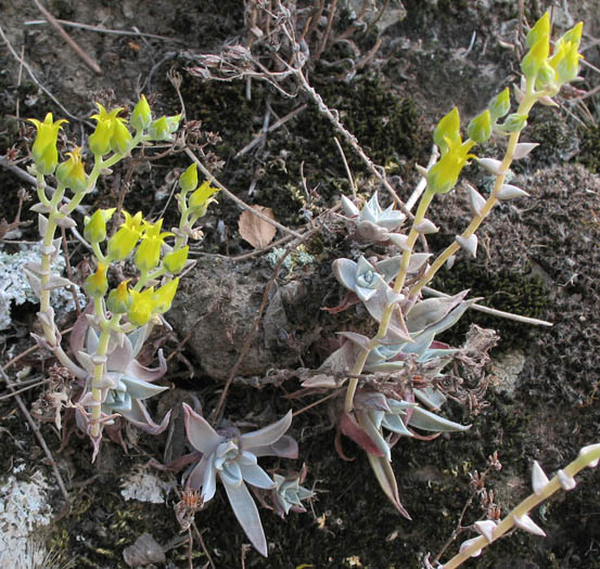 Detailed Picture 3 of Verity's Dudleya