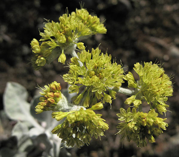 Detailed Picture 2 of Conejo Buckwheat