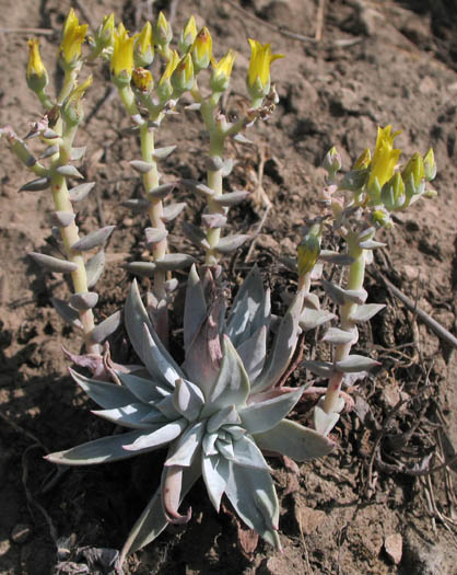 Detailed Picture 2 of Verity's Dudleya